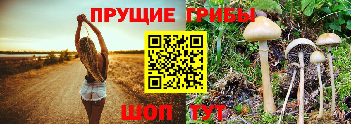 продажа наркотиков  Галлюциногенные грибы MAGIC MUSHROOMS  Вход с VPN  Псилоцибиновые грибы мицелий  Химки 