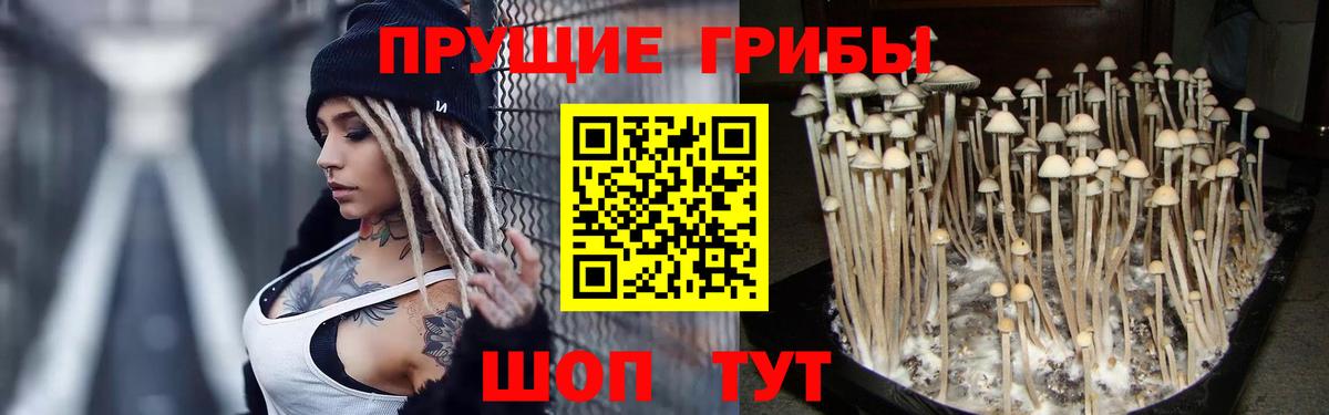 Галлюциногенные грибы Psilocybe Химки